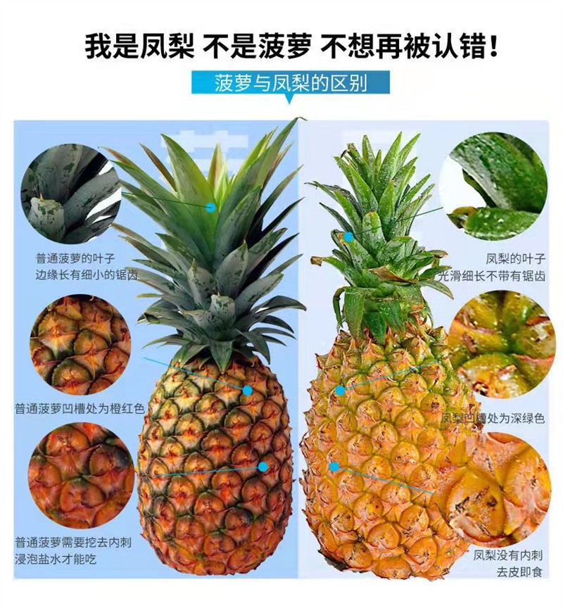 轻恋海南金钻凤梨新鲜热带水果手撕无眼菠萝礼盒装son 8斤【图片 价格