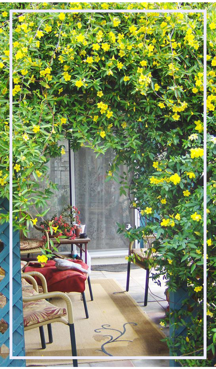 当日发货*现货 法国香水茉莉花冬季开花耐寒室内外花卉黄茉莉四季常青