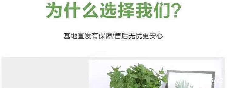 采缇886柠檬薄荷盆栽 薄荷苗净化空气水培室内清香 薄荷盆栽2颗+吸水盆