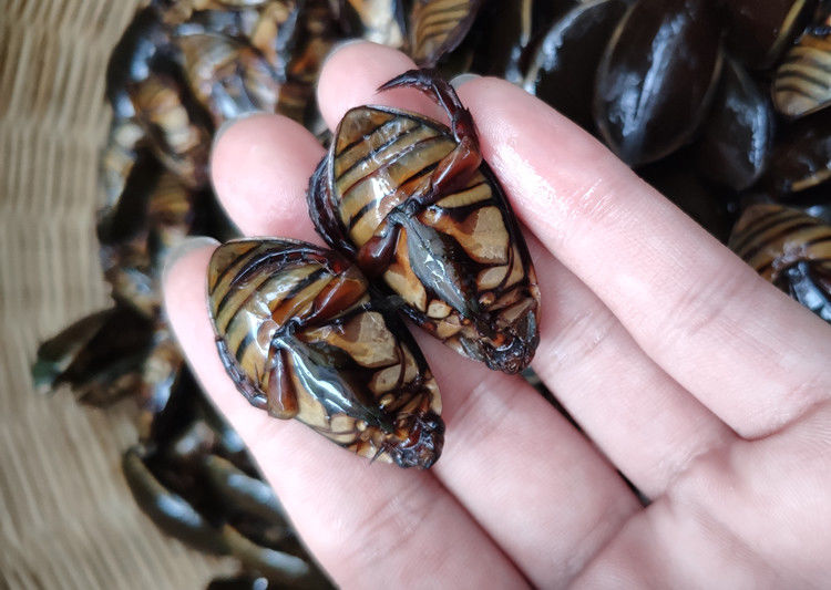 速冻 龙虱 金边龙虱 濑尿龟水蟑螂水甲虫水鳖虫食用昆虫全国 2500克