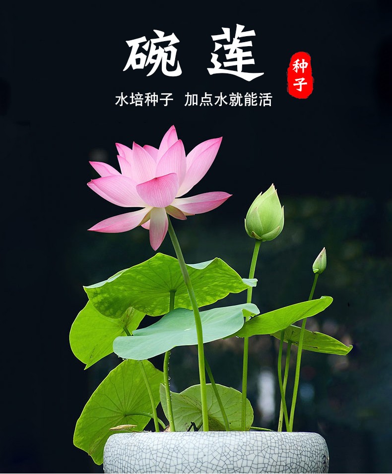 【30粒开口套装】四季碗莲种子套餐莲花盆栽水培植物迷你睡莲室内水生