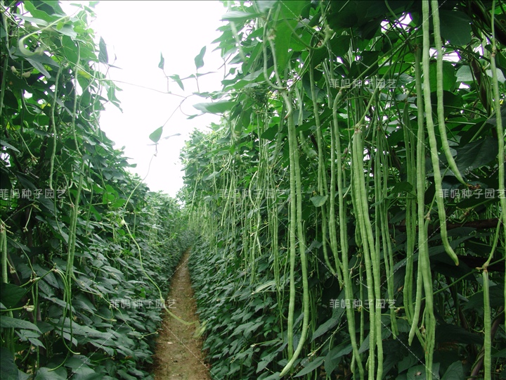 压塌架一点红长豆角种子爬藤豇豆种子架豆地栽盆栽蔬菜种子春季种