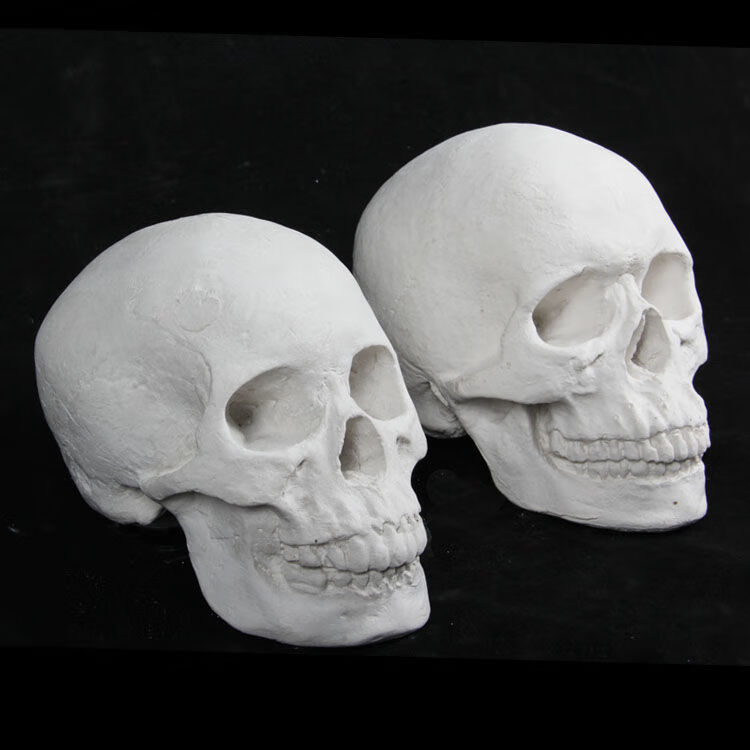 头骨石膏像素描教具男女头骨石膏像女头骨石膏像解剖头肌石膏头骨温妤