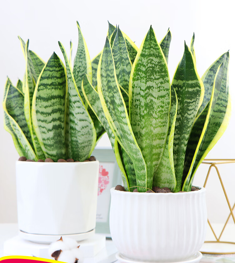 金边高矮品种植物室内大盆栽虎尾兰裸苗客厅水培白玉花卉苗虎皮兰1颗