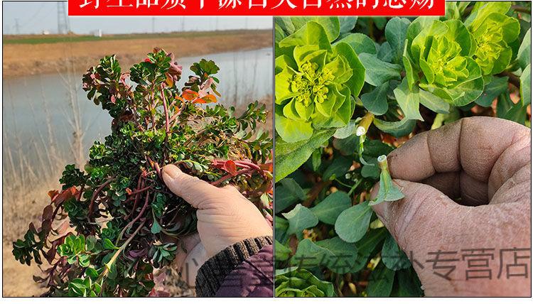 官方滋补2021年新晒整棵带根猫眼草泽漆五朵云马虎眼暴晒品有新鲜的现