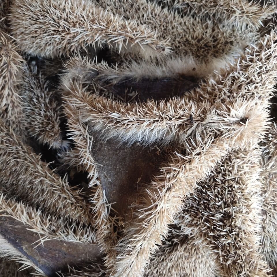 上用 官方旗舰250克 官方旗舰炒刺猬皮(沙烫)【图片 价格