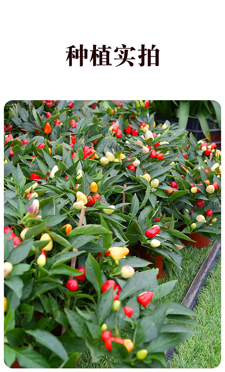 五彩椒泡椒种子七彩多彩辣椒籽食用观赏四季阳台盆栽蔬菜苗孑籽种六彩