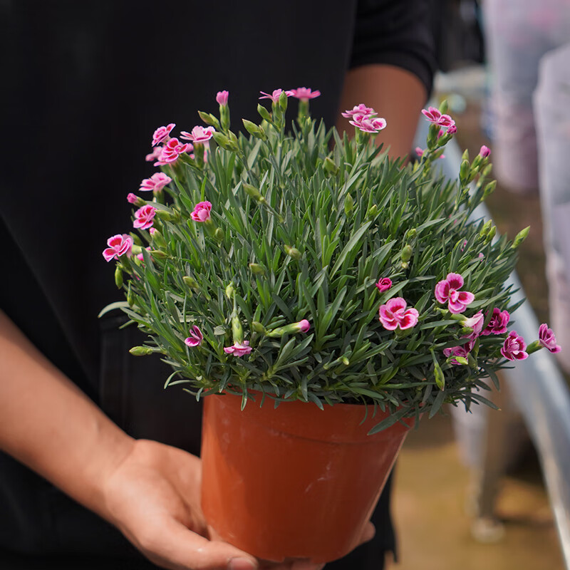 卉双品质保证奥斯卡新款美观欧初吻耐热耐寒浓香型家养庭院阳台开花