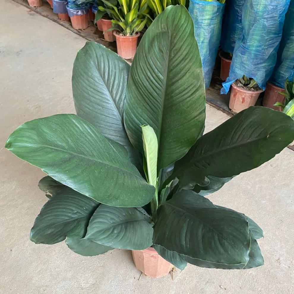 绿巨人室内外盆栽大叶植物大型客厅阳台净空气除吸甲醛易养活绿植高90