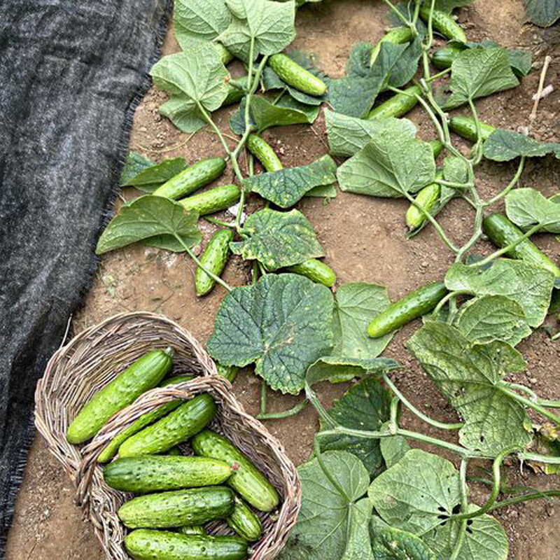 无架串铃地黄瓜种子爬满地节节瓜春夏秋四季水果蔬菜旱黄瓜种籽孑