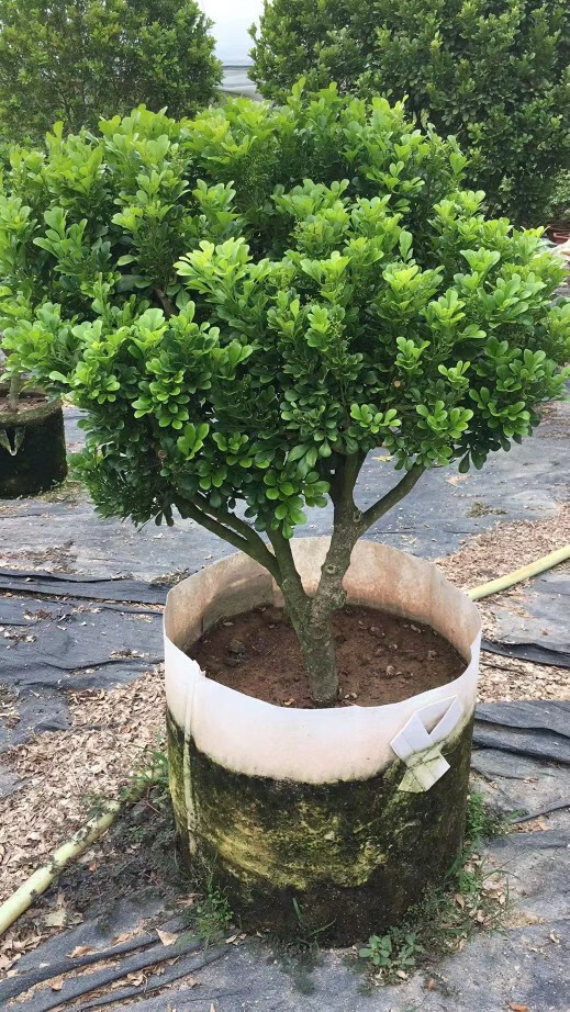 树形独杆米兰盆栽花四季开花不断室内香花植物老桩20年老桩高80至1米