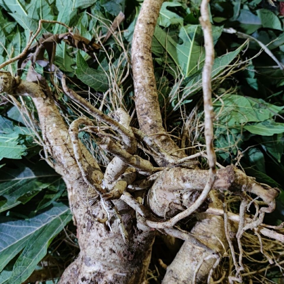 有仁堂新鲜草药木瓜根 木李根 海棠根 现采现发 500g【图片 价格 品牌