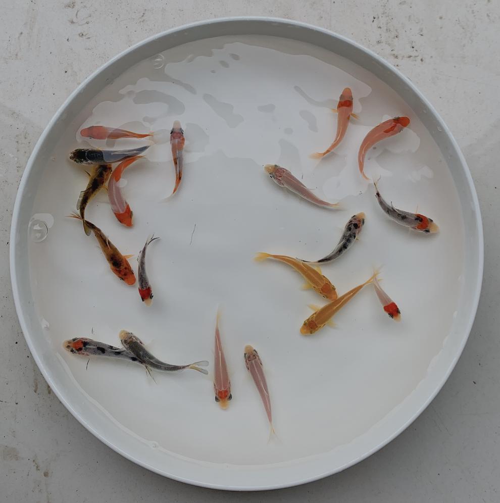 冷水观赏鱼纯种锦鲤鱼苗红白大正三色黄金好养耐活小鱼水花锦鲤小型