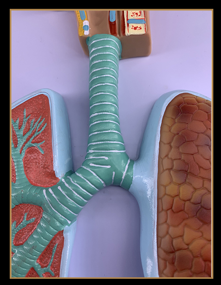 肺解剖呼吸浮雕模型 肺泡放大解剖模型 呼吸 肺泡解剖模型【圖片 價格