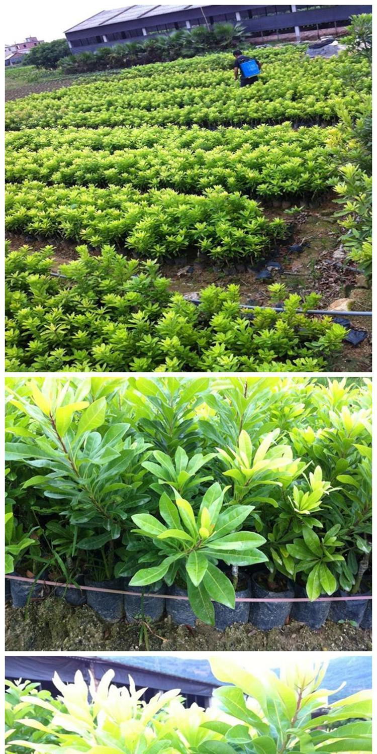 乌梅优良品种- 乌酥杨梅树苗 嫁接杨梅苗盆栽地栽果树当年结果 7年