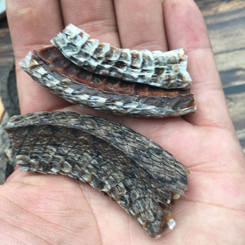 中药材乌梢蛇蛇段500g乌鞘蛇段乌药蛇干货乌蛇段干蛇类泡酒中药材