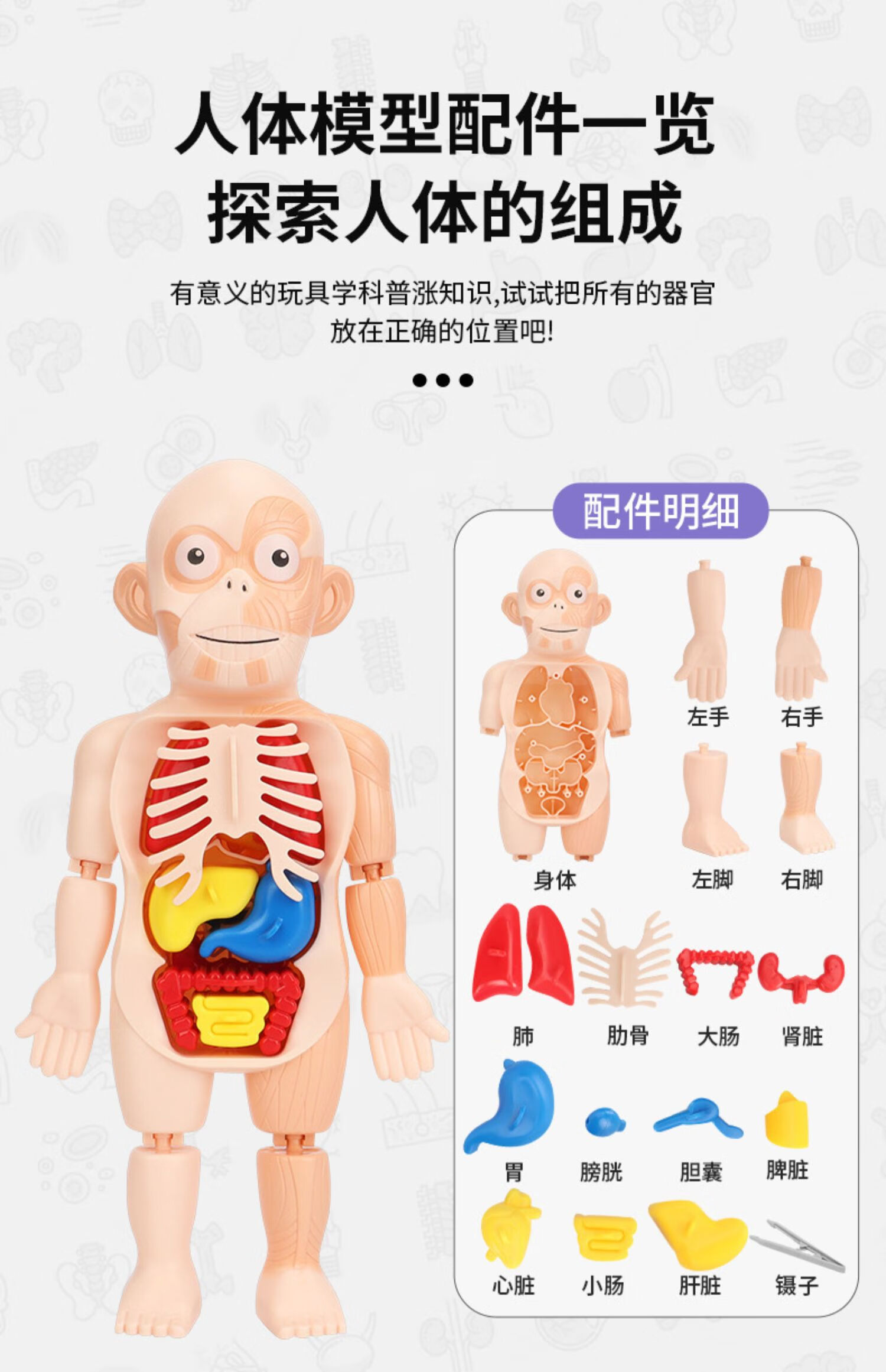 生物教室里的人体模型图片