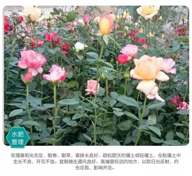 5，玫瑰花苗老樁月季特大植物室內外盆栽陽台四季開花卉不斷好養易活 香格裡拉包對版四季開花+肥料 不含盆