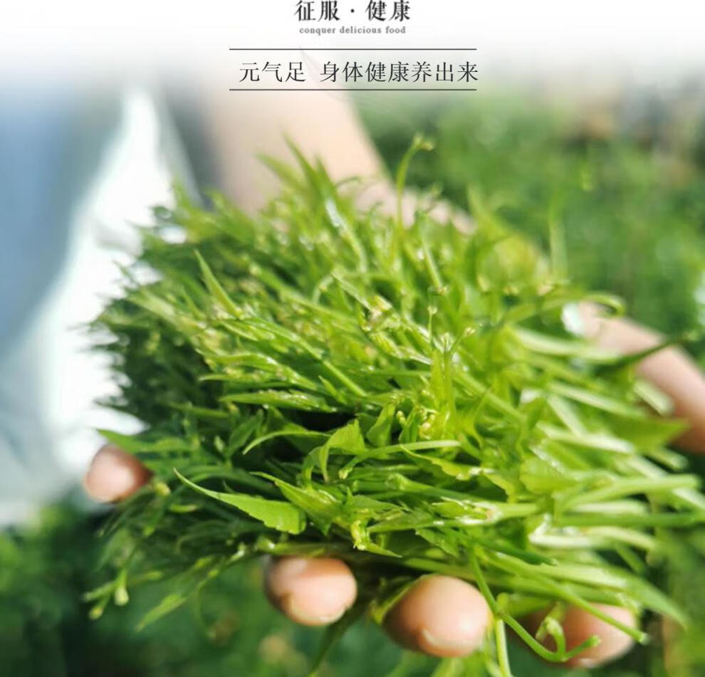 龙须莓茶张家界霉茶野生长寿藤茶芽尖嫩芽礼盒梅茶新茶