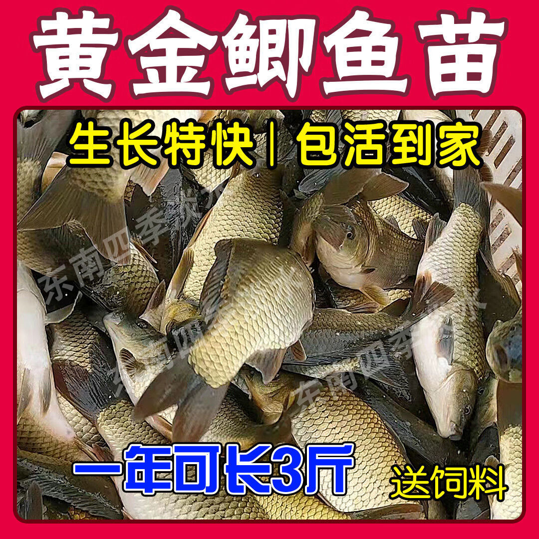 稻田鯉魚苗淡水養殖鯽魚苗草魚苗包活批發黃金鯉24釐米1000送20防死