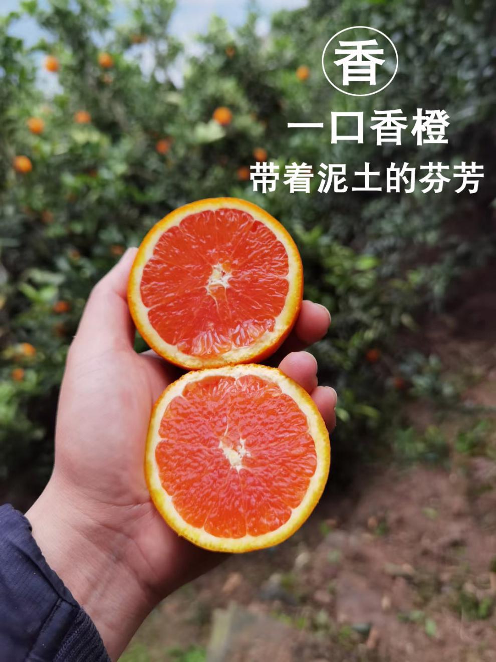 云阳红橙现摘现发肉红中华血橙卡拉脐橙应季水果新鲜红肉脐橙1020斤