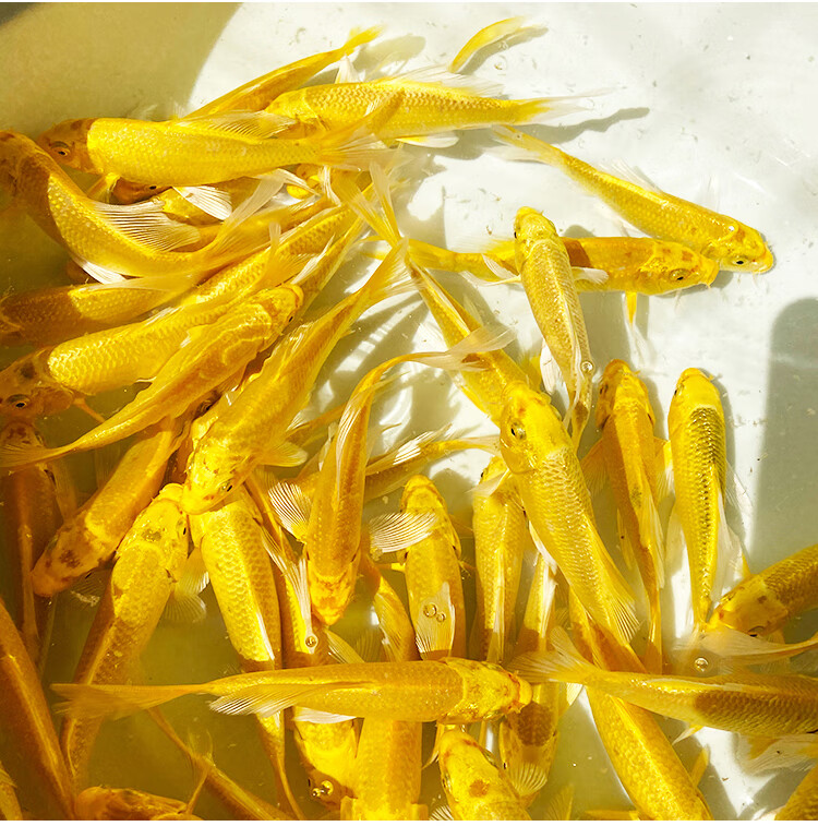 荣郁鱼鱼白金龙凤好养耐活冷水小鱼苗活体金鱼观赏鱼荧光黄1315黄金