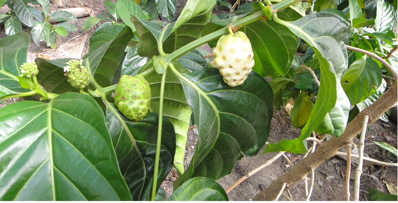 顺丰空运净重3斤装海南新鲜水果三亚诺丽果实诺尼果煮汤炖骨酵素f