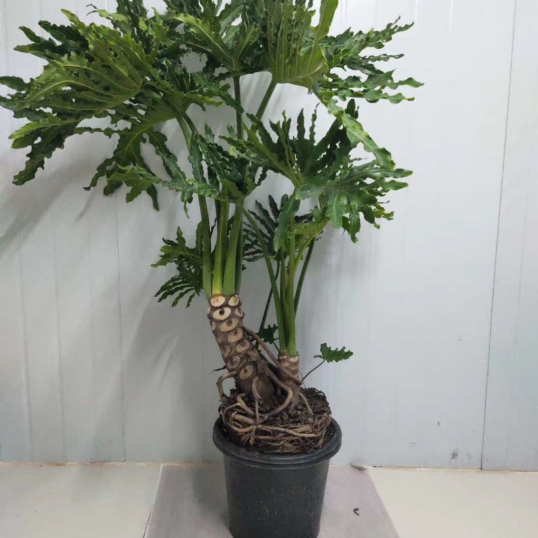 【送货上门】龙鳞春羽老桩大号绿植盆栽办公室客厅盆景净化空气室内观