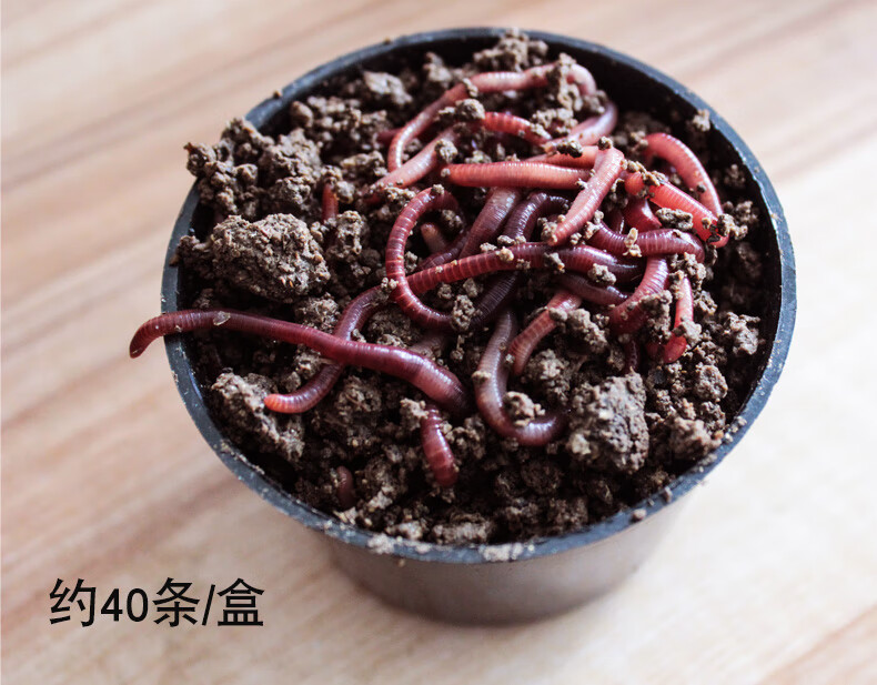 蚯蚓活饵鲜活活蚯蚓大号鱼饵饵料钓鱼红蚯蚓活体野钓打窝的10盒装每盒