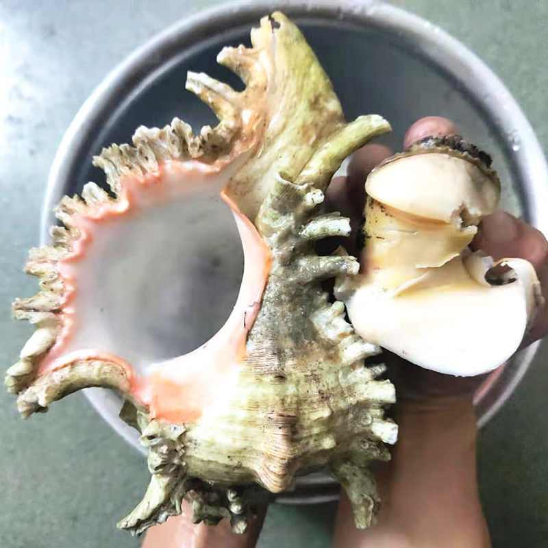 5斤(1只超大千手螺)【图片 价格 品牌 报价】-京东