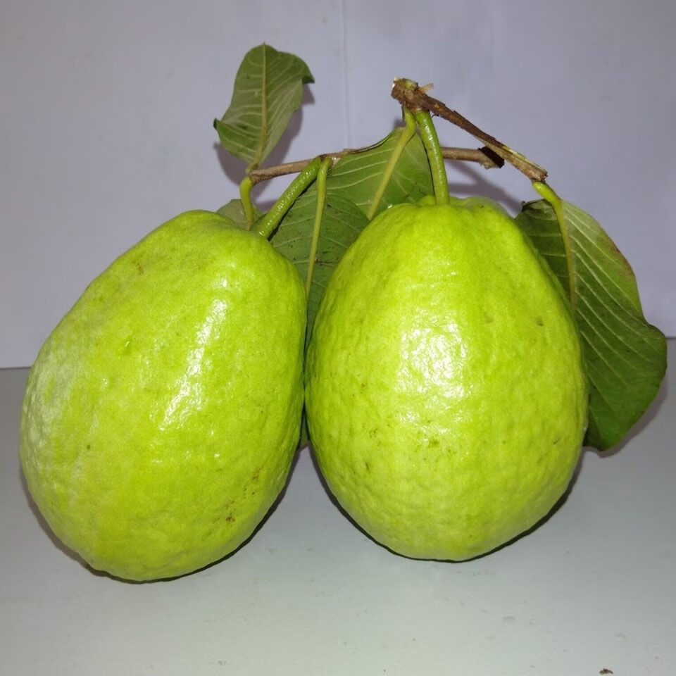 精选果蔬广西番石榴果香脆甜白心芭乐应季现摘现发新鲜水果35810斤10