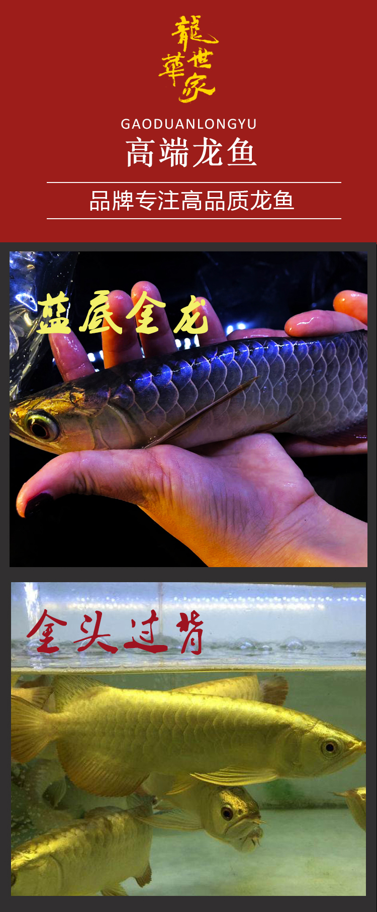 荣郁 金龙鱼活鱼红龙龙鱼苗热带观赏鱼幼苗练手过背小龙鱼小型活体鱼