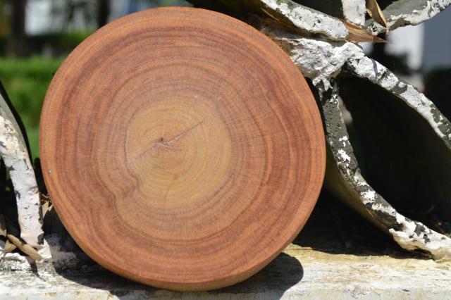 天然树根片红樟木根防虫蛀防霉防潮樟脑丸香樟木片樟木块条大于等于18