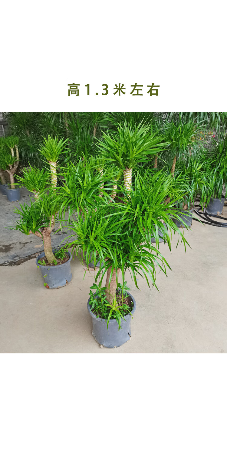 多头造型龙血树盆栽客厅大型绿植龙须树植物室内四季常青好养花卉 高