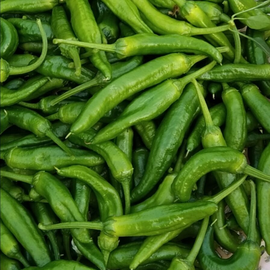 正宗原产地现摘微辣香辣湖南特产土辣椒小青椒500g