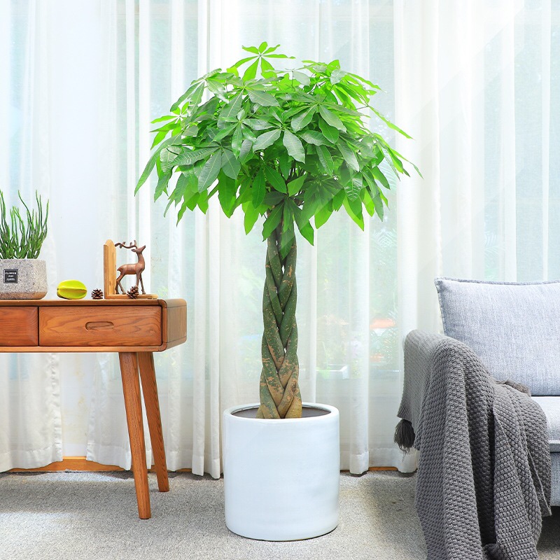 网红观叶客厅步步高发财树盆栽大型室内植物办公室乔迁开业送礼 黑方
