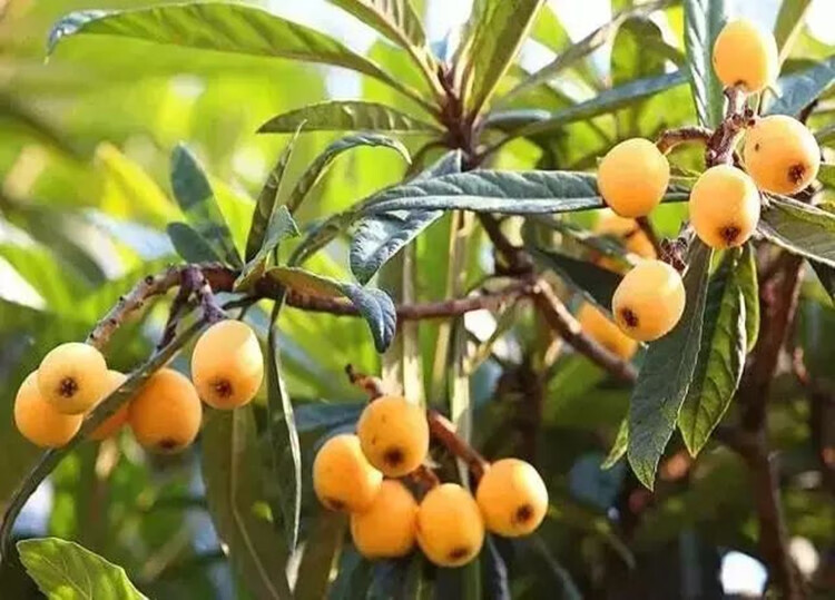 枇杷樹苗盆栽地栽南北方種植嫁接大五星枇杷洞庭枇杷樹苗當年結果 早