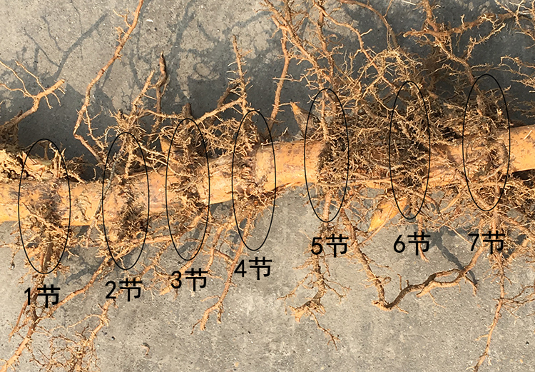 大型毛竹苗毛竹根楠竹苗竹根竹鞭食用竹笋苗种植庭院室外冬笋苗 5节