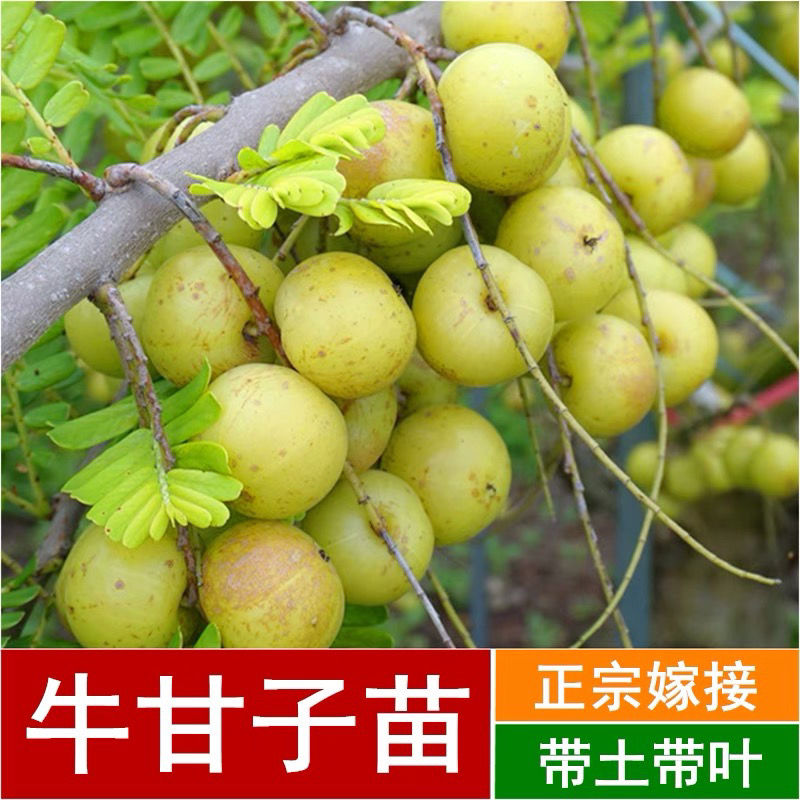 牛甘子果树油柑子树苗余柑子苗嫁接大玉余柑果盆栽地栽 油甘果(2颗装)