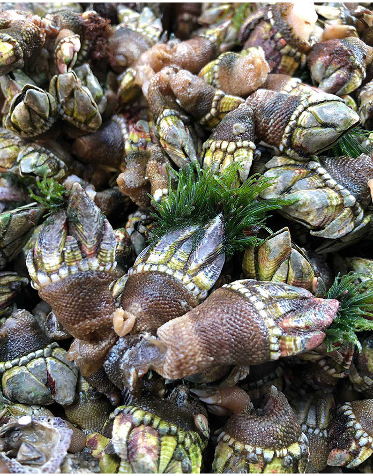 海鲜佛手螺鲜活鹅颈藤壶龟足海鲜狗爪螺鬼爪螺海鸡脚螺250gs号半斤250