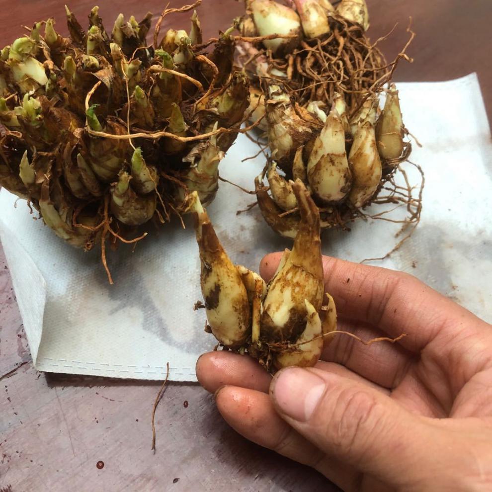 重瓣纯白色浓香晚香玉种球多年生宿根庭院盆栽花卉多芽点1小珠约13芽