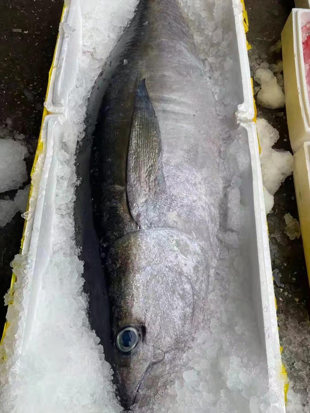 金枪鱼整条新鲜刺身寿司生吃冰鲜冰冻黄旗金枪鱼新鲜10-100斤可选