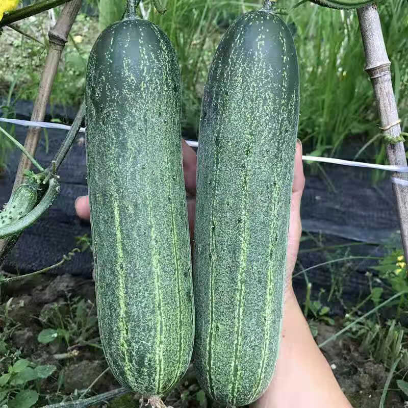 广东潮汕农家自种当季蔬菜土黄瓜生吃新鲜吊瓜青瓜有刺老黄瓜水果 2斤