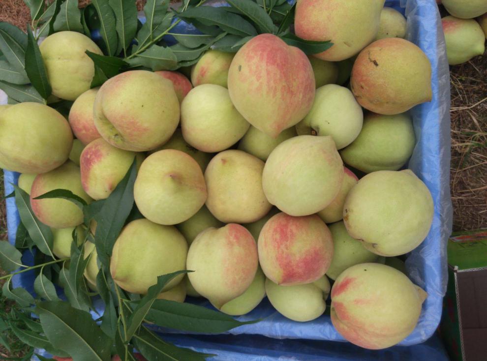 韶关鹰嘴桃新鲜水果广东翁源特产大桃子水蜜桃脆甜大果现摘 即将下市