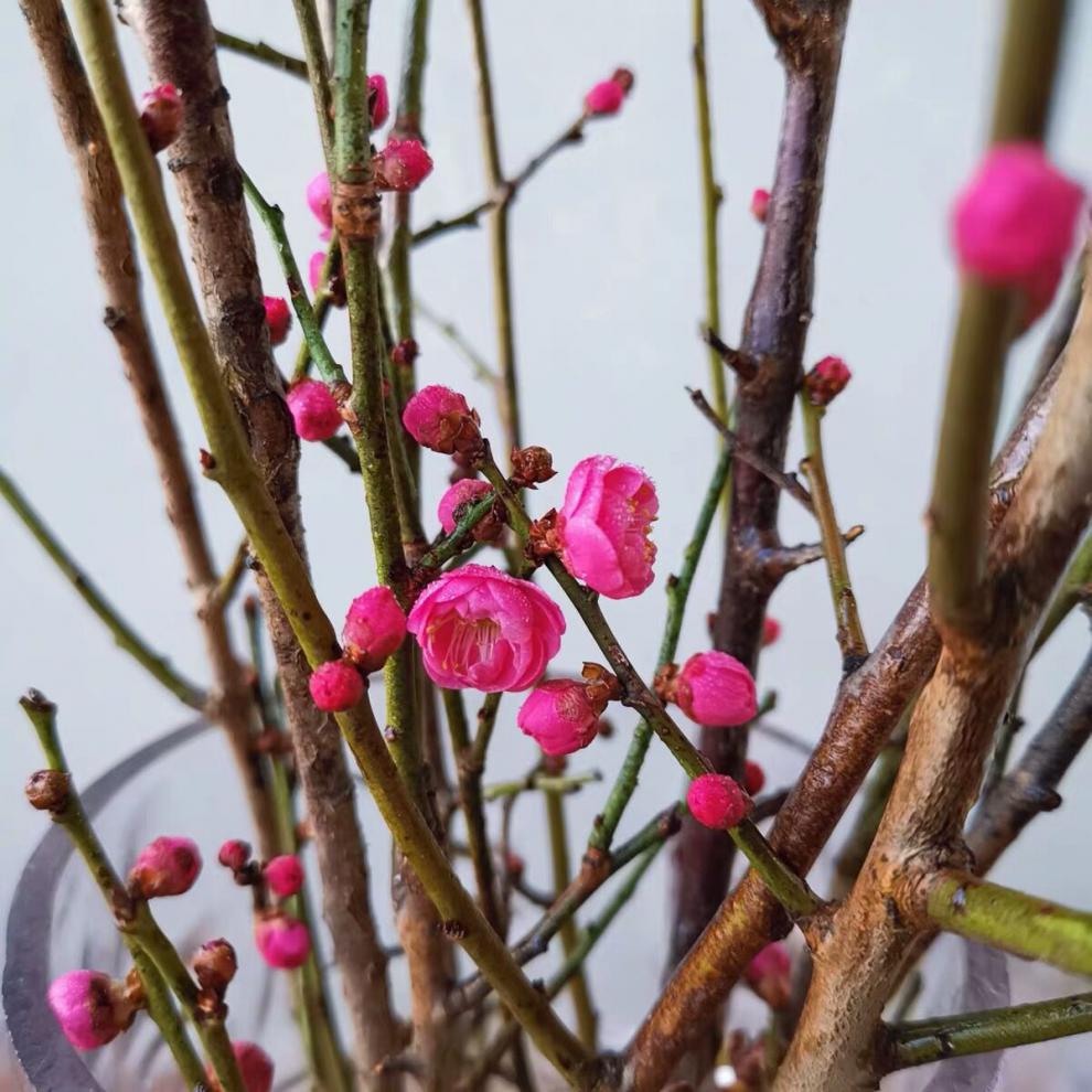 中梦 现货 干枝梅花泡水开花 水养腊梅枝条切花插花干枝腊梅鲜花插水