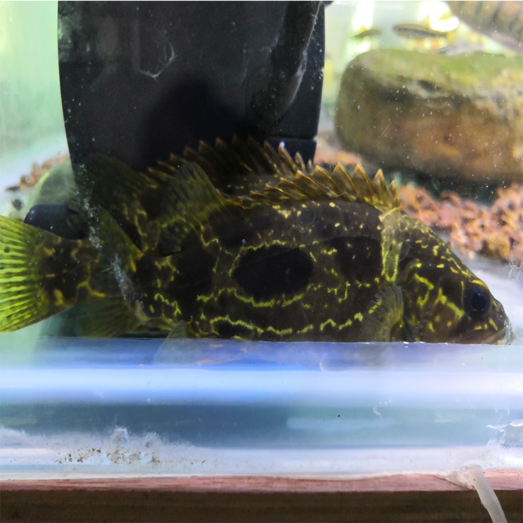 原生鱼缸冷水观赏鱼小型鳜鱼波纹鳜桂鱼食肉凶猛鱼波纹鳜鱼苗活体 12