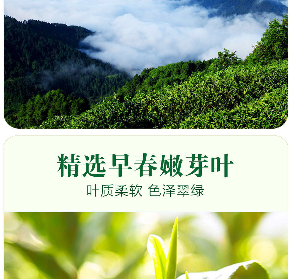 大鄣山2022明前头采新茶正宗婺源毛尖婺源高山绿茶江西茶 早芽200g
