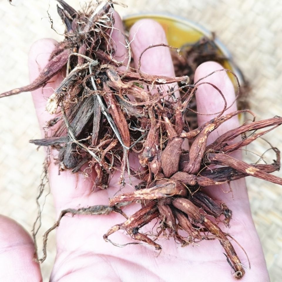 伟博贵州中草药红禾麻根新晒干货500克 中药材红活麻根红火麻小红麻根
