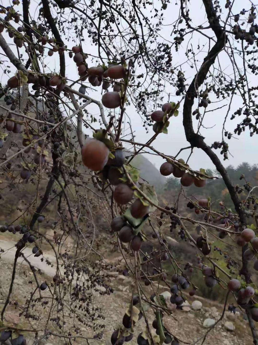 新货黑枣君迁子柿枣小柿子软枣子野生黑枣非无核200g特级黑枣 野生