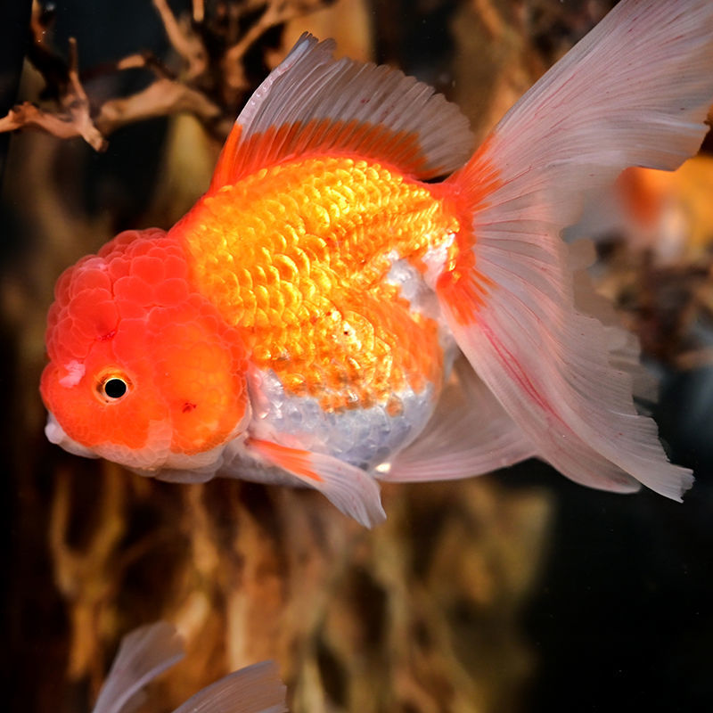 【优选好物】冷水观赏鱼金鱼活体锦鲤鱼活体观赏鱼 短尾樱花鎏金8-10